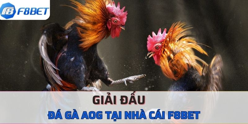 Các giải đấu đá gà AOG tại nhà cái F8BET 