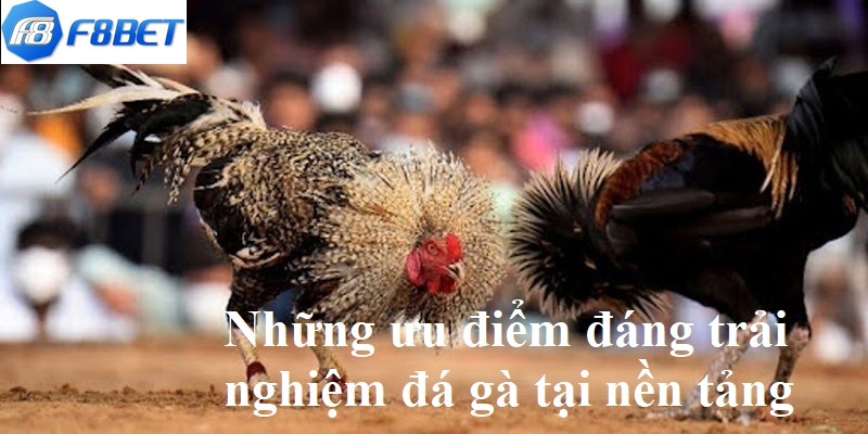 Những ưu điểm đáng trải nghiệm đá gà tại nền tảng