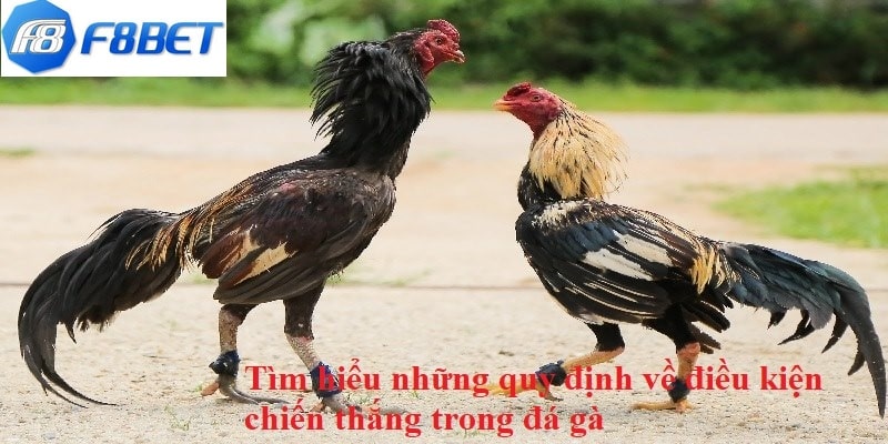 Tìm hiểu những quy định về điều kiện chiến thắng trong đá gà