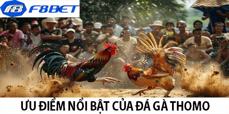 Ưu điểm của đá gà thomo của F8Bet