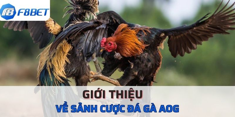 Giới thiệu chung về sảnh cược đá gà AOG